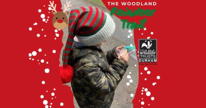 child doing the reindeer woodland trail with Durham Wildlife Trust
